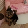 🐕 Эмодзи «lovepuppys» для Telegram