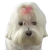 🐕 Эмодзи «lovepuppys» для Telegram