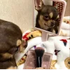 🐕 Эмодзи «lovepuppys» для Telegram