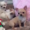🐕 Эмодзи «lovepuppys» для Telegram