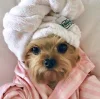 🐕 Эмодзи «lovepuppys» для Telegram