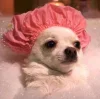🐕 Эмодзи «lovepuppys» для Telegram