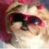🐕 Эмодзи «lovepuppys» для Telegram