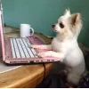 🐕 Эмодзи «lovepuppys» для Telegram