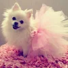 🐕 Эмодзи «lovepuppys» для Telegram
