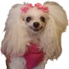 🐕 Эмодзи «lovepuppys» для Telegram