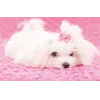 🐕 Эмодзи «lovepuppys» для Telegram