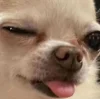 🐕 Эмодзи «lovepuppys» для Telegram