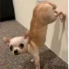 🐕 Эмодзи «lovepuppys» для Telegram