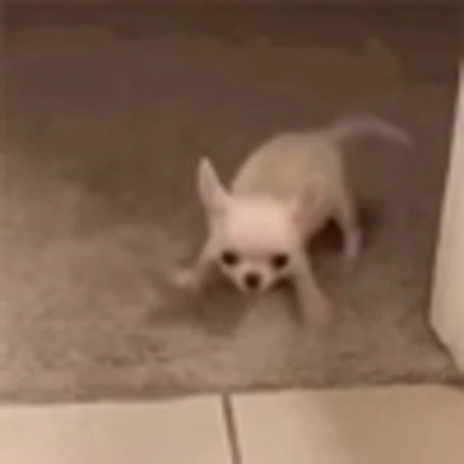 🐕 Эмодзи «lovepuppys» для Telegram