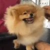 🐕 Эмодзи «lovepuppys» для Telegram