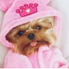 🐕 Эмодзи «lovepuppys» для Telegram