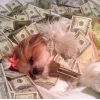 🐕 Эмодзи «lovepuppys» для Telegram