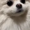 🐕 Эмодзи «lovepuppys» для Telegram