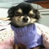 🐕 Эмодзи «lovepuppys» для Telegram