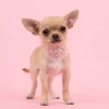 🐕 Эмодзи «lovepuppys» для Telegram