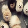 🐕 Эмодзи «lovepuppys» для Telegram