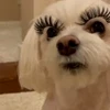 🐕 Эмодзи «lovepuppys» для Telegram
