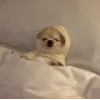 🐕 Эмодзи «lovepuppys» для Telegram