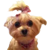 🐕 Эмодзи «lovepuppys» для Telegram