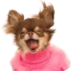 🐕 Эмодзи «lovepuppys» для Telegram