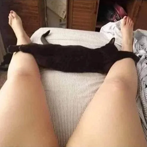 🐈 Стикер «lovv 3rss» для Telegram