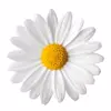 Обложка набора flowers #flowers #цветы