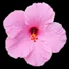 Стикер 33 flowers #flowers #цветы