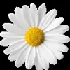 Стикер 30 flowers #flowers #цветы