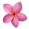 Стикер 14 flowers #flowers #цветы
