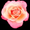 Стикер 36 flowers #flowers #цветы