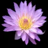 Стикер 34 flowers #flowers #цветы