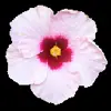 Стикер 43 flowers #flowers #цветы