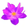 Стикер 11 flowers #flowers #цветы