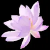 Стикер 39 flowers #flowers #цветы