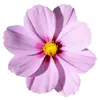 Стикер 16 flowers #flowers #цветы