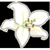 Стикер 37 flowers #flowers #цветы