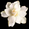Стикер 47 flowers #flowers #цветы