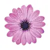 Стикер 7 flowers #flowers #цветы