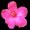 Стикер 32 flowers #flowers #цветы