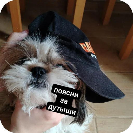🐶 Стикер «слпвм» для Telegram