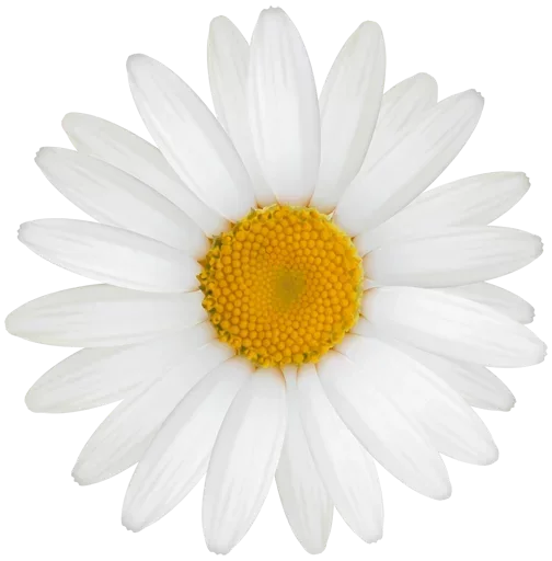 😥 Стикер «Bouquet» для Telegram
