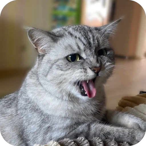😡 Стикер «люсик пусик» для Telegram