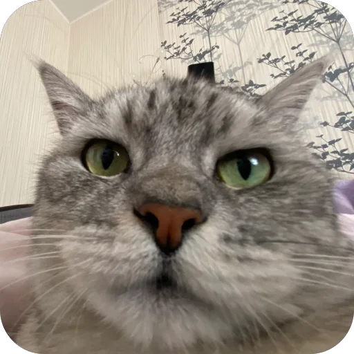 🐱 Стикер «люсик пусик» для Telegram