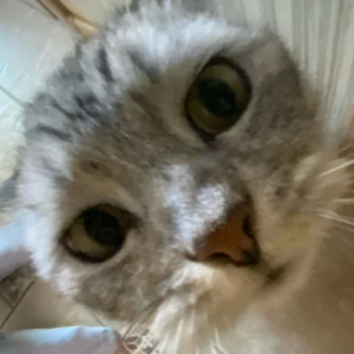 🥺 Стикер «люсик пусик» для Telegram