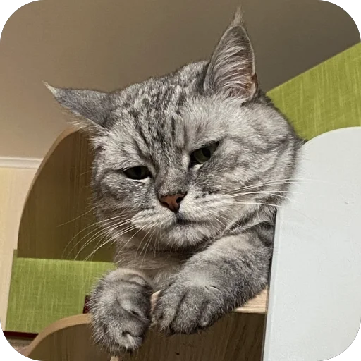 😔 Стикер «люсик пусик» для Telegram