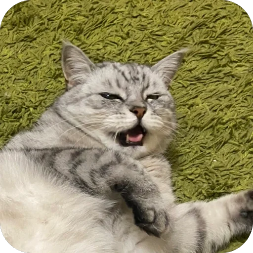 🥴 Стикер «люсик пусик» для Telegram