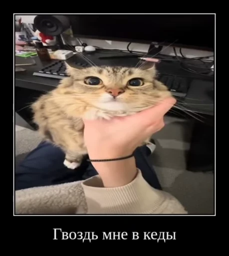🌟 Стикер «Luna the Oriental Cat» для Telegram