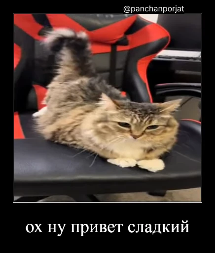 ⚡ Стикер «Luna the Oriental Cat» для Telegram