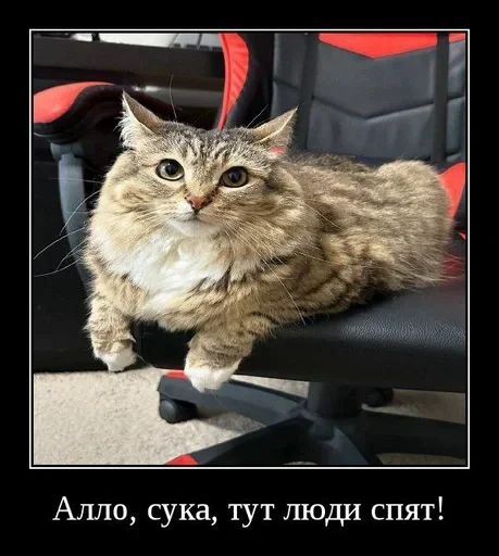 🌟 Стикер «Luna the Oriental Cat» для Telegram